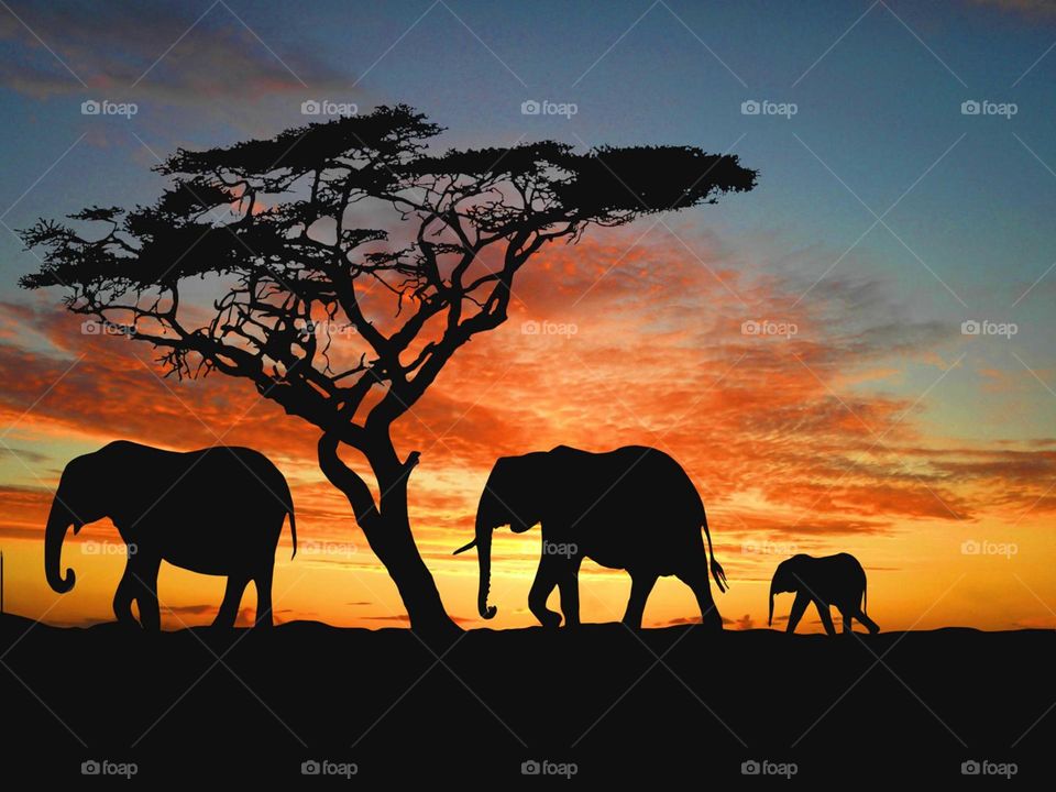 eliphant srilanka
