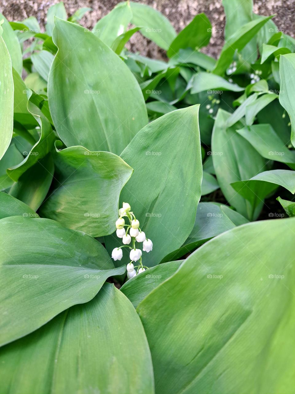 Lily of the valley