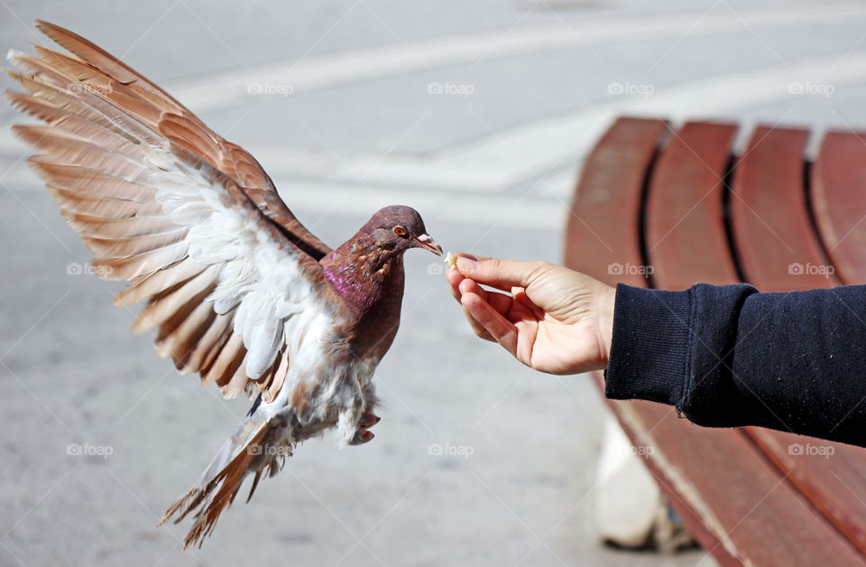 Feeding pigeon