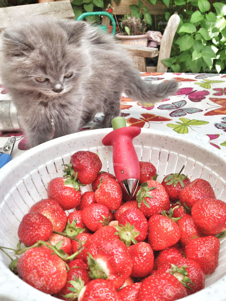 sweden blue food summer by piaktw