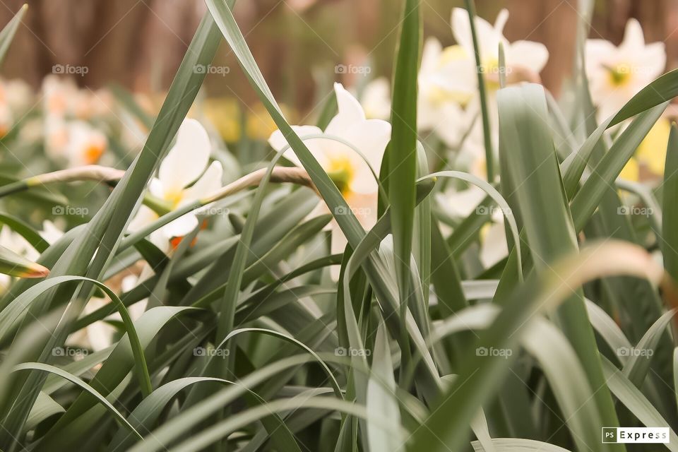 Spring daffodils 