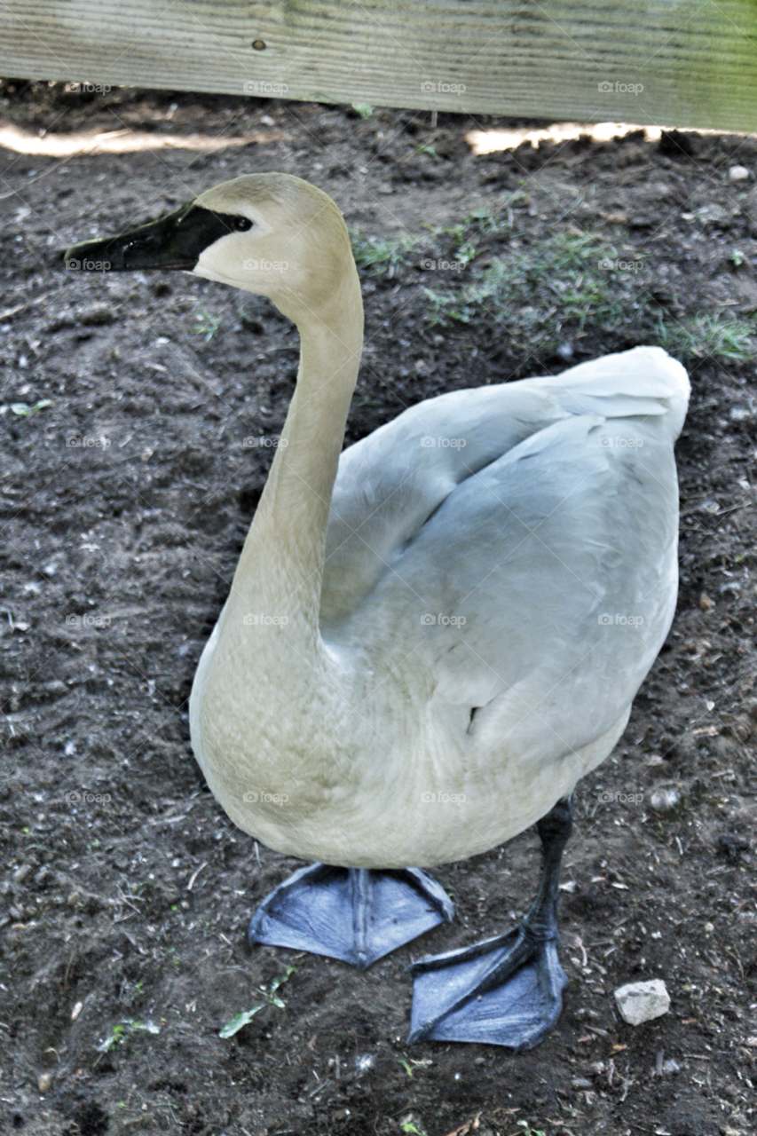 nature birds animal bird by somebeach