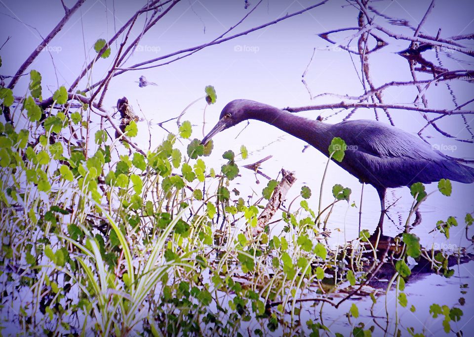 Little Blue Heron
