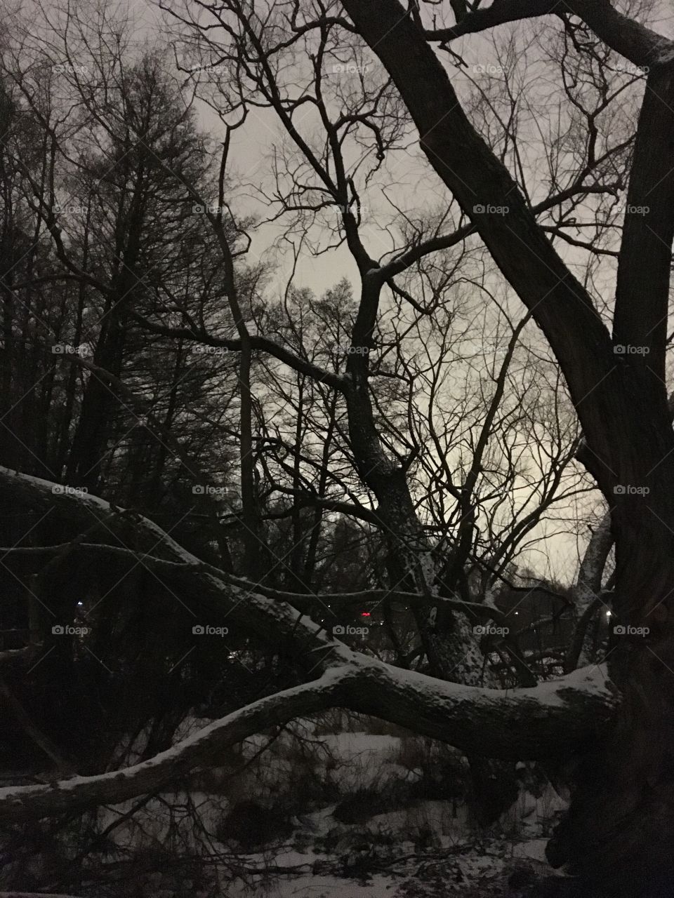Trees in winter