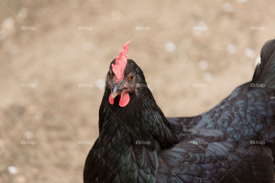 Black chicken
