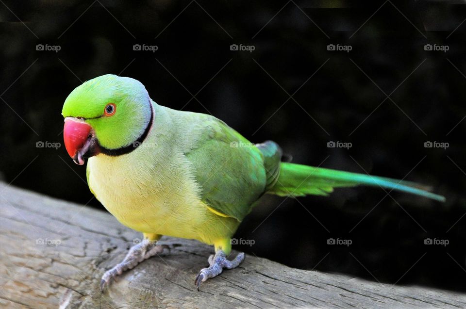 parrot picture