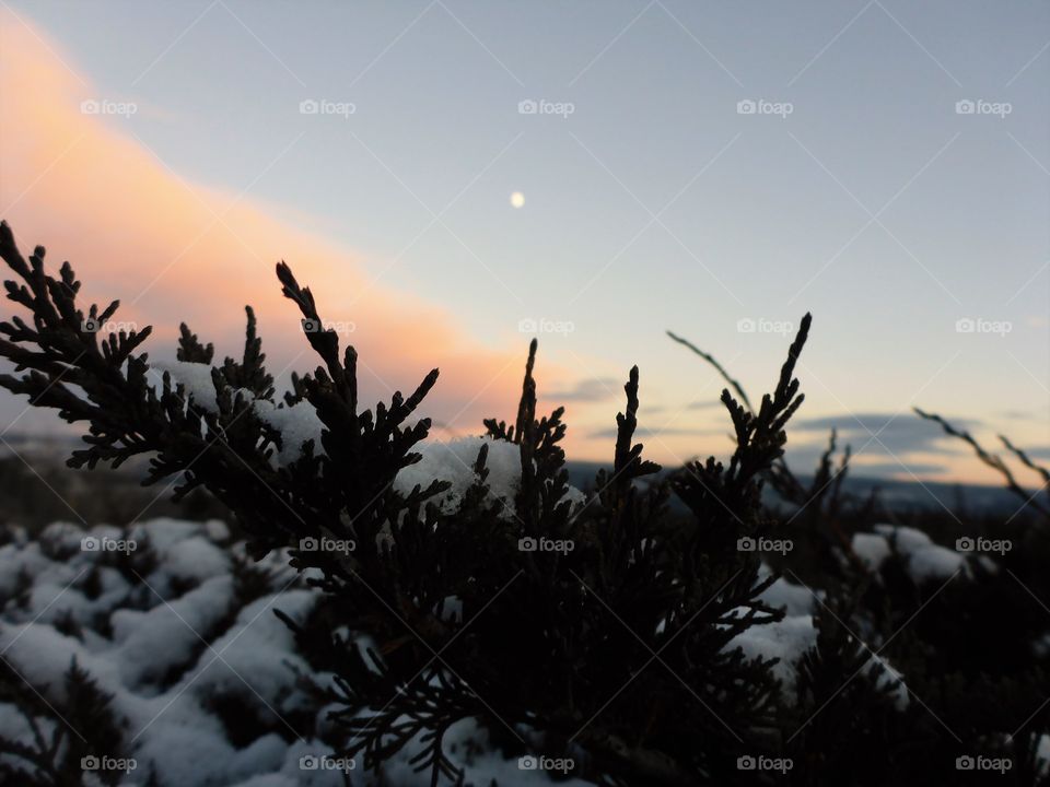 Juniper moonrise