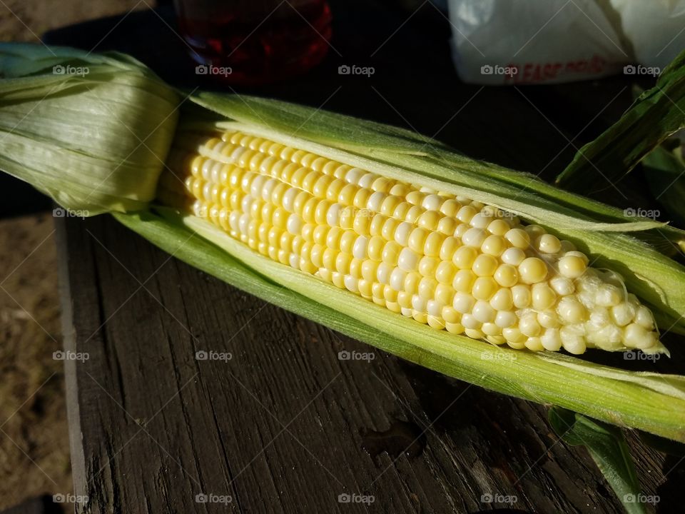 A fresh ear of corn
