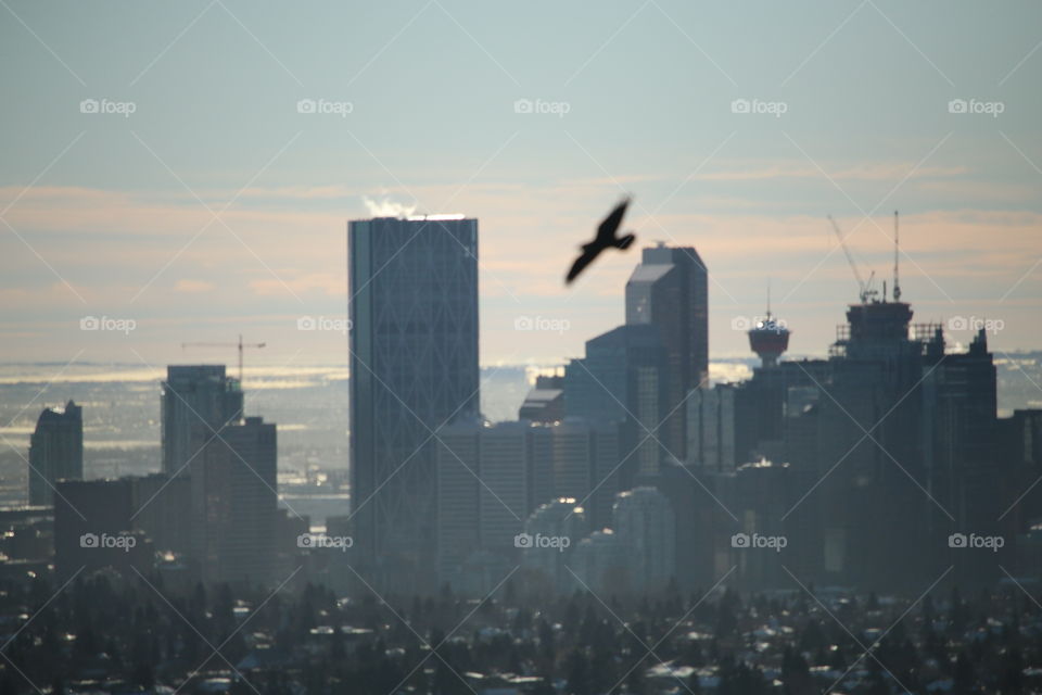 Crow flying over the downtown of the city of Calgary Canada