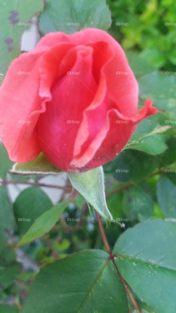 Rose