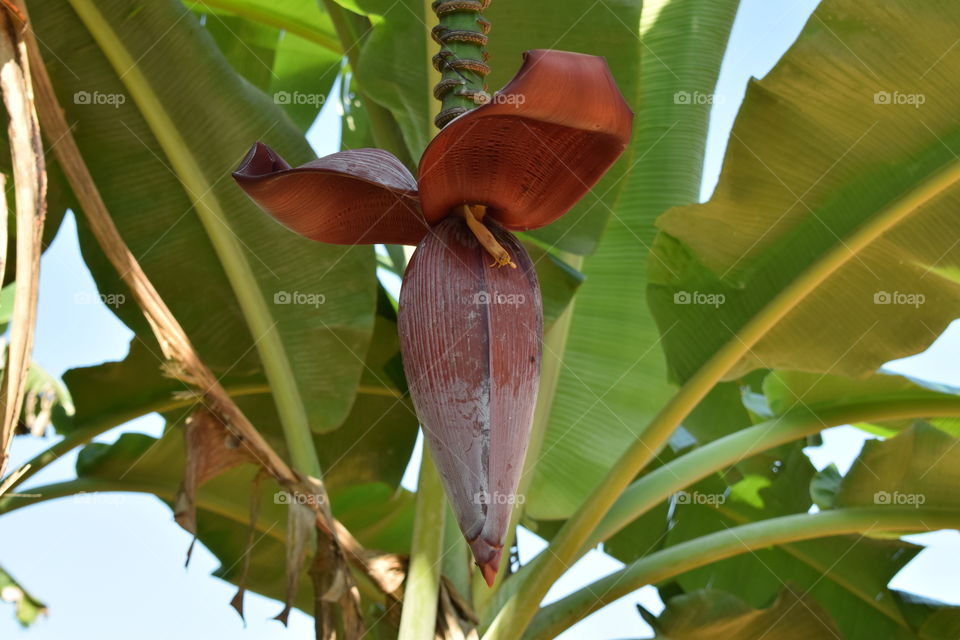 Banana blossom