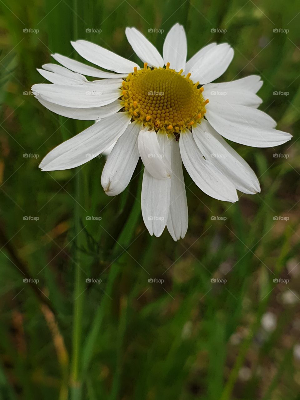 lonely chamomile