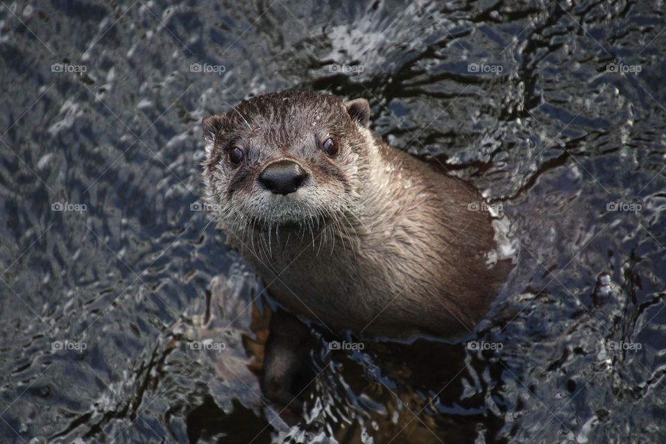 Otter in water