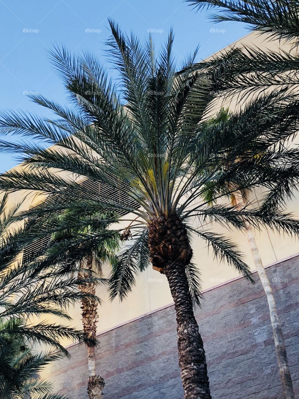Palms in the Desert