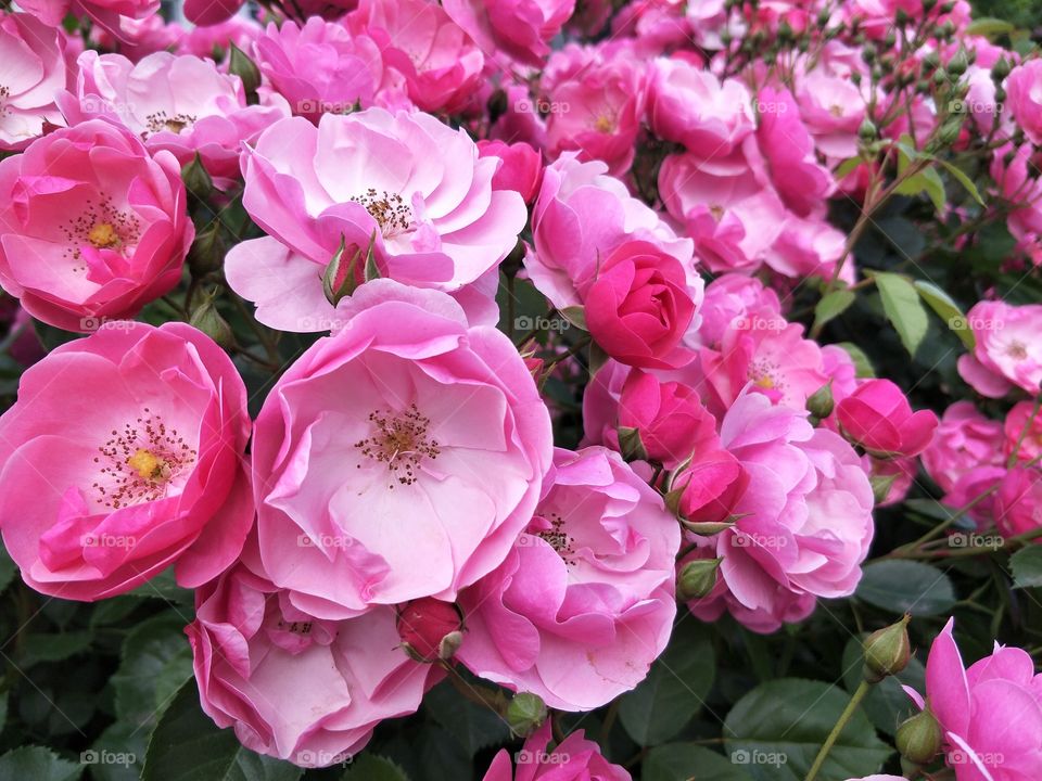 pink rose beautiful summer