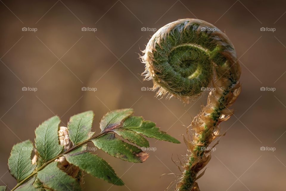 Fronds! It’s definitely a sign of spring as Christmas ferns unfurl in the forest. Raleigh, North Carolina. 