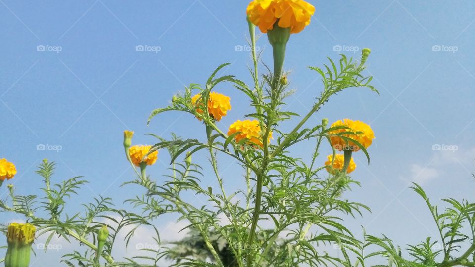 a beautiful merigold flowers in the garden.