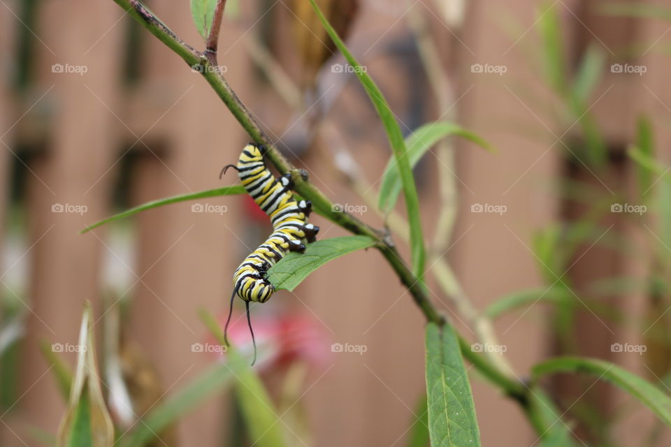 Caterpillar 