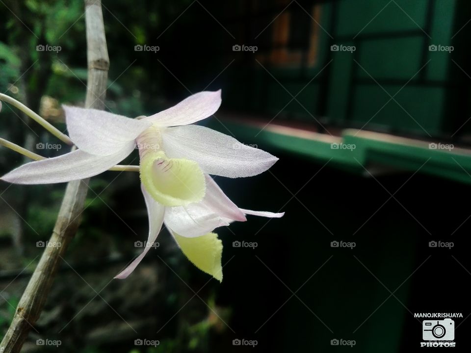 beauty of Orchid