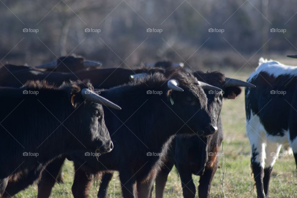 Camargue Bulls 