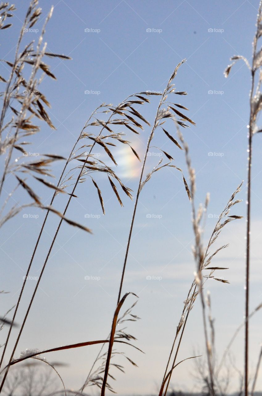 Frozen prairie grasses in the sun
