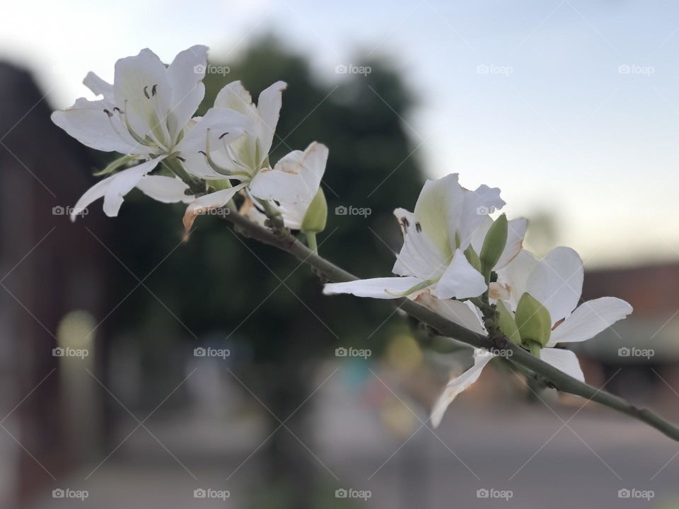 Flor Blanca Hermosa Florecida