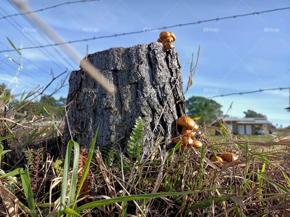 Mushrooms on the trunk of the cut tree