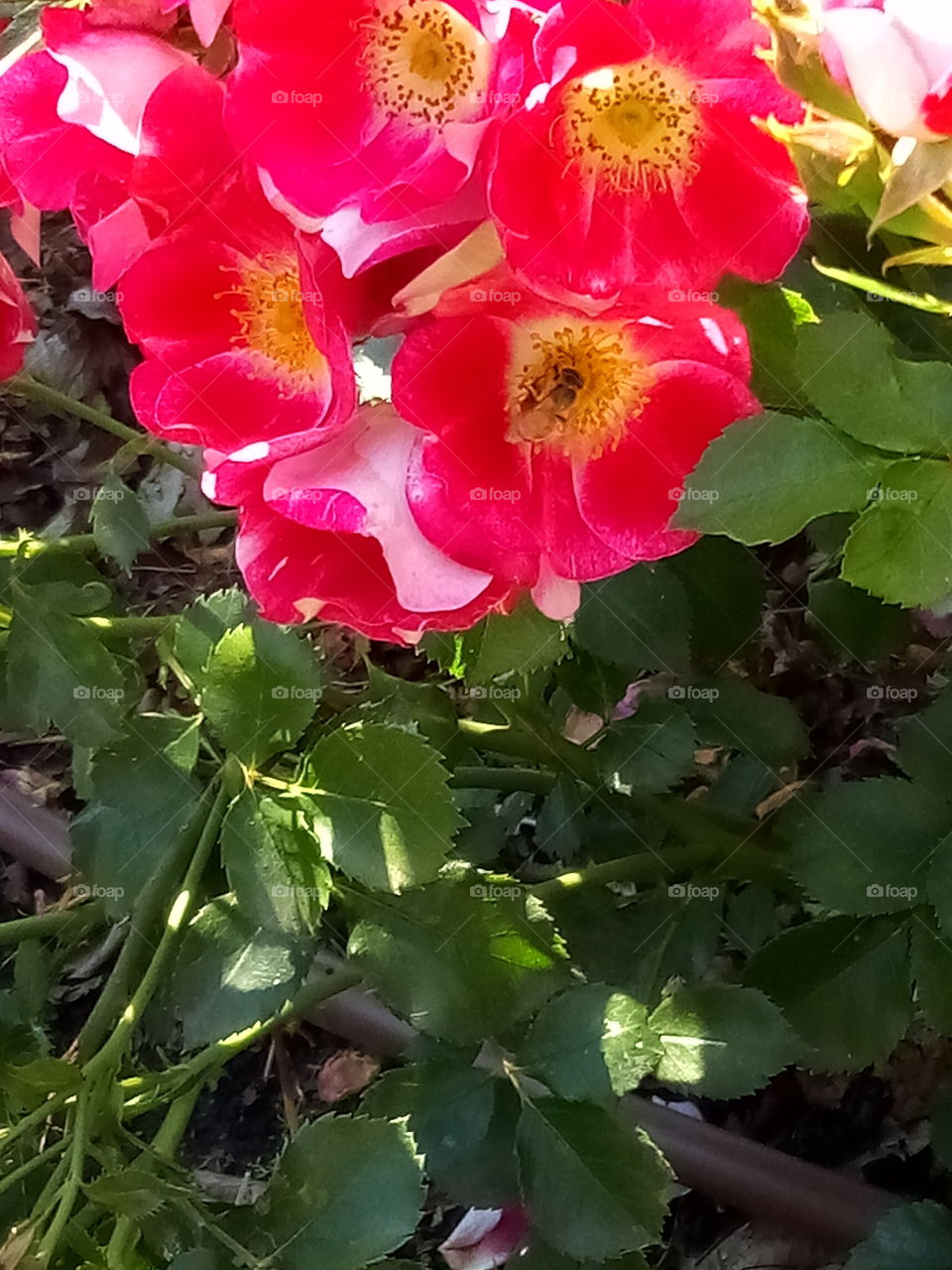 honeybee roses