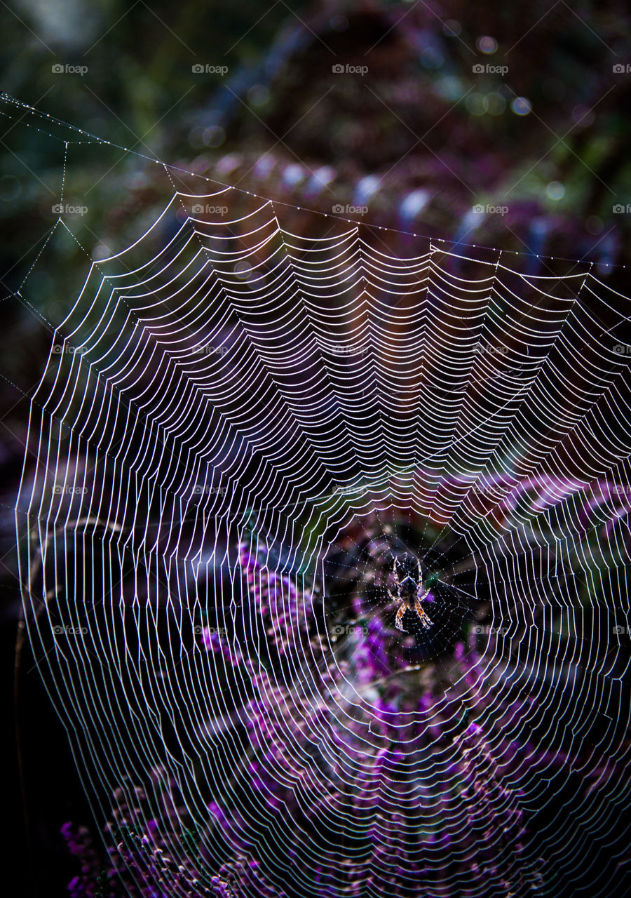 Spider on the spiderweb