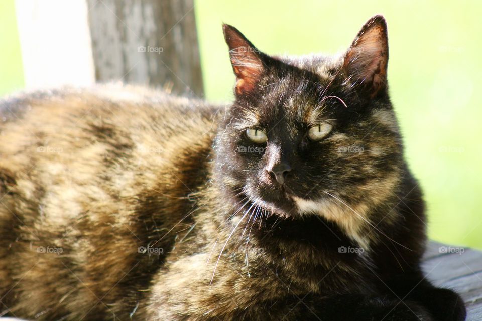 Summer Pets - a tortoise shell cat laying on a wooden porch sunning itself