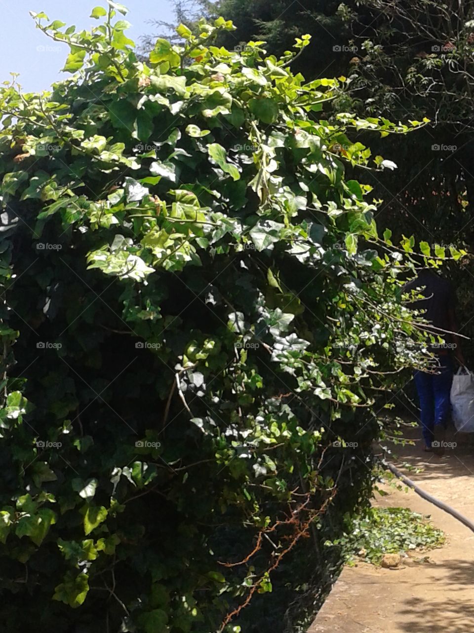 ivy Leaf
