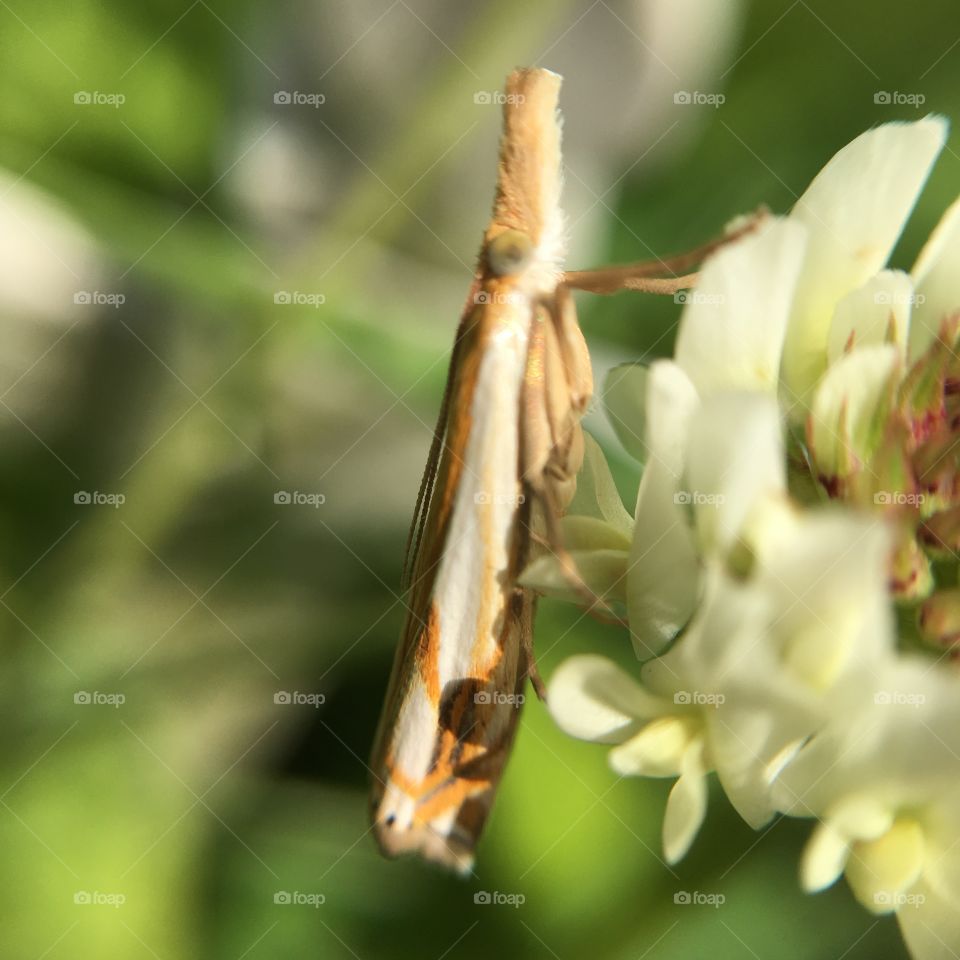 Tiny butterfly