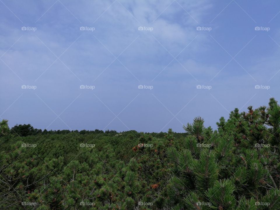 Sky over the Forest