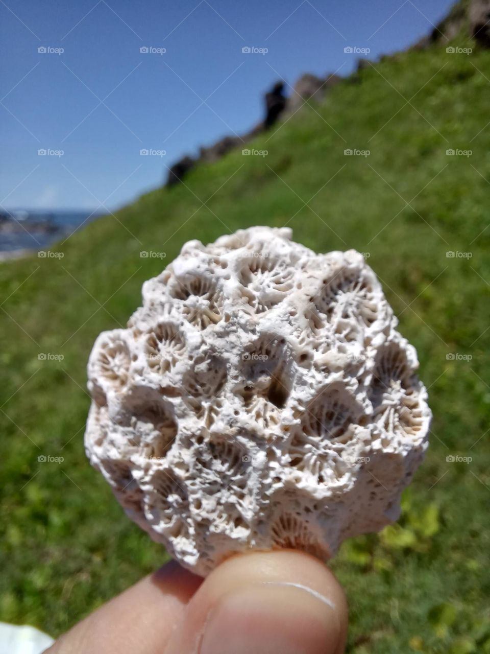 Photo of the week -- coral fossil by the sea