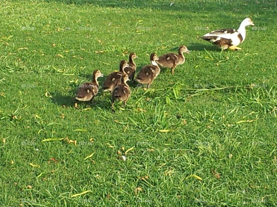 family. babies following their mother