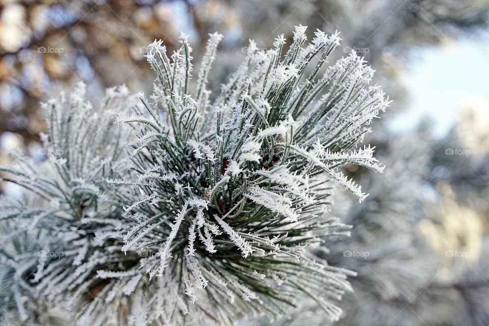 Pine branch in frost