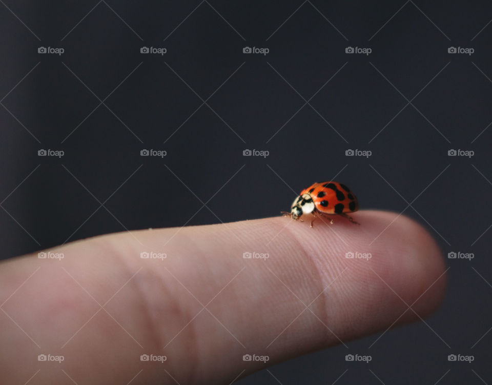 A cute Ladybug crawling on my finger tip.