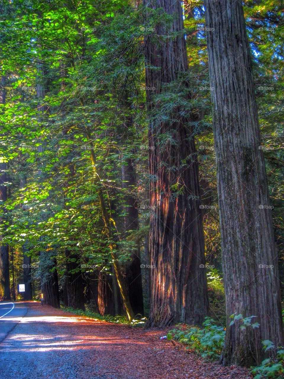 California redwoods