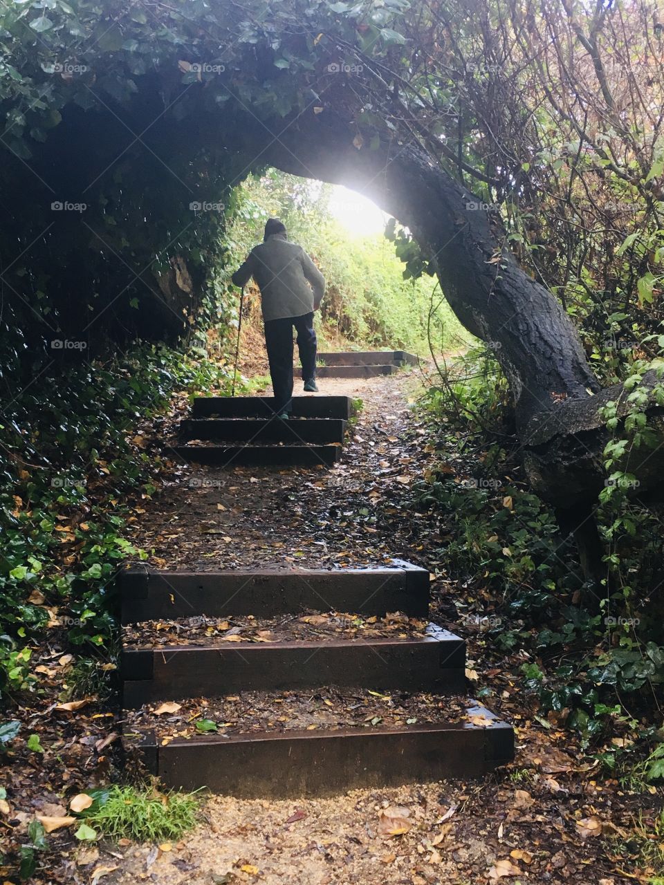 The intrepid elderly woman is shrouded among the shadows of trees as she slowly makes her way up the wooden steps in the dense forest and heads into the alluring light with all its mysteries.