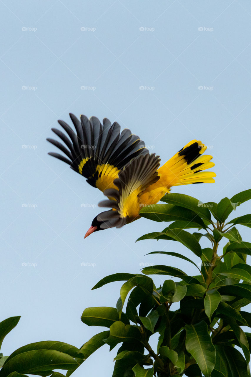 Black-hooded Oriole