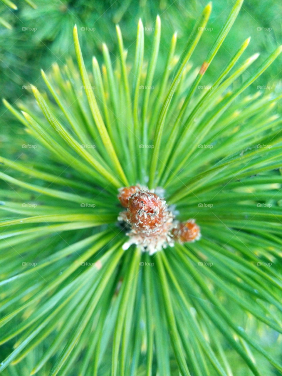pine, shrub, conifer
