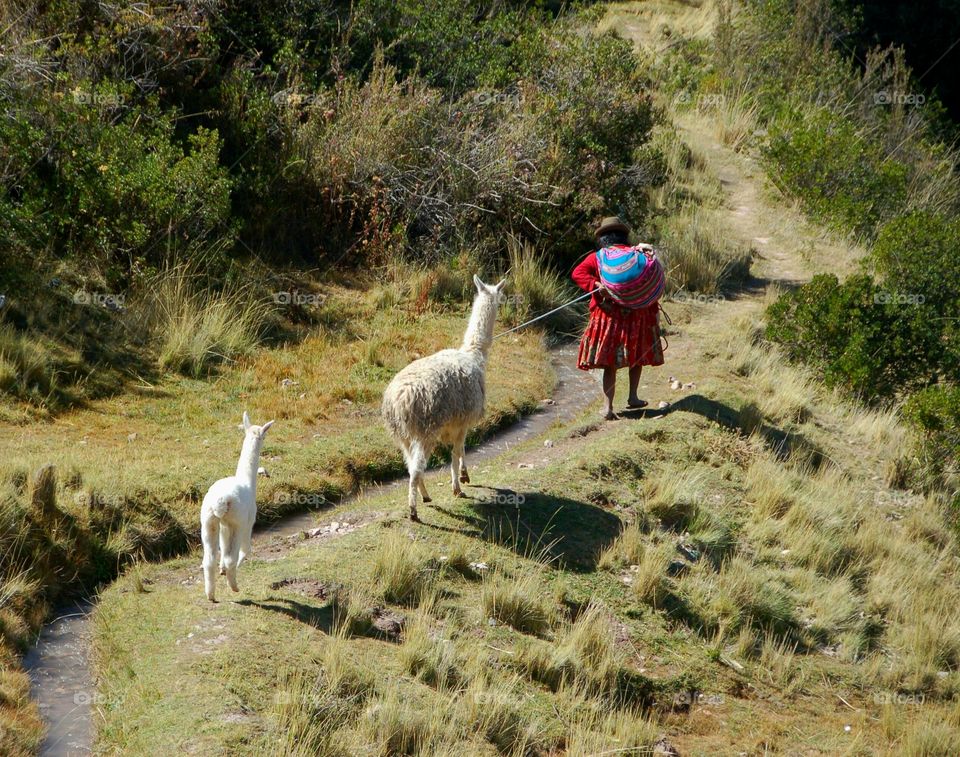 Alpacas and woman in traditional Peruvian garb