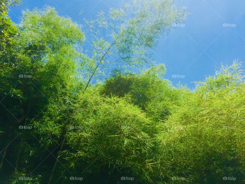 Bamboos are typically fast-growing perennials.