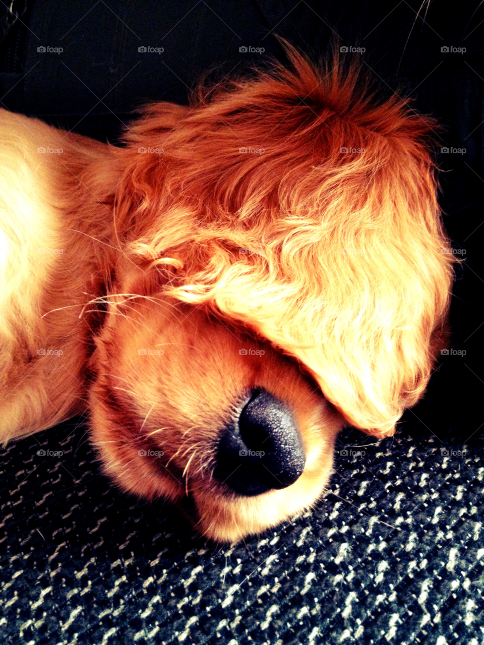 cocker spaniel golden cocker dog sleeping by caketin