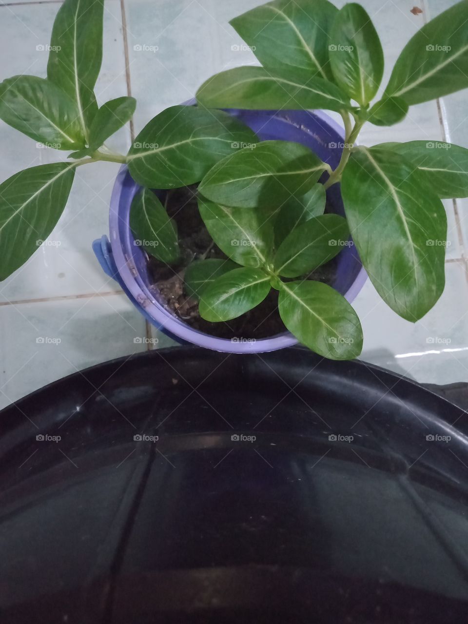 A plant near a bucket