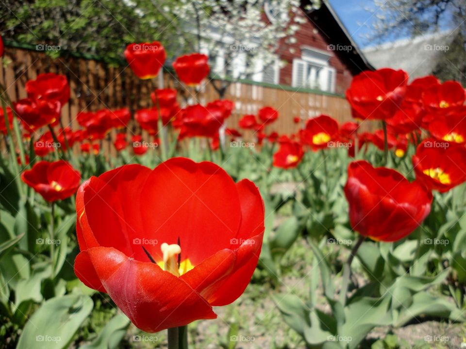 Flower, Nature, Garden, Flora, Leaf