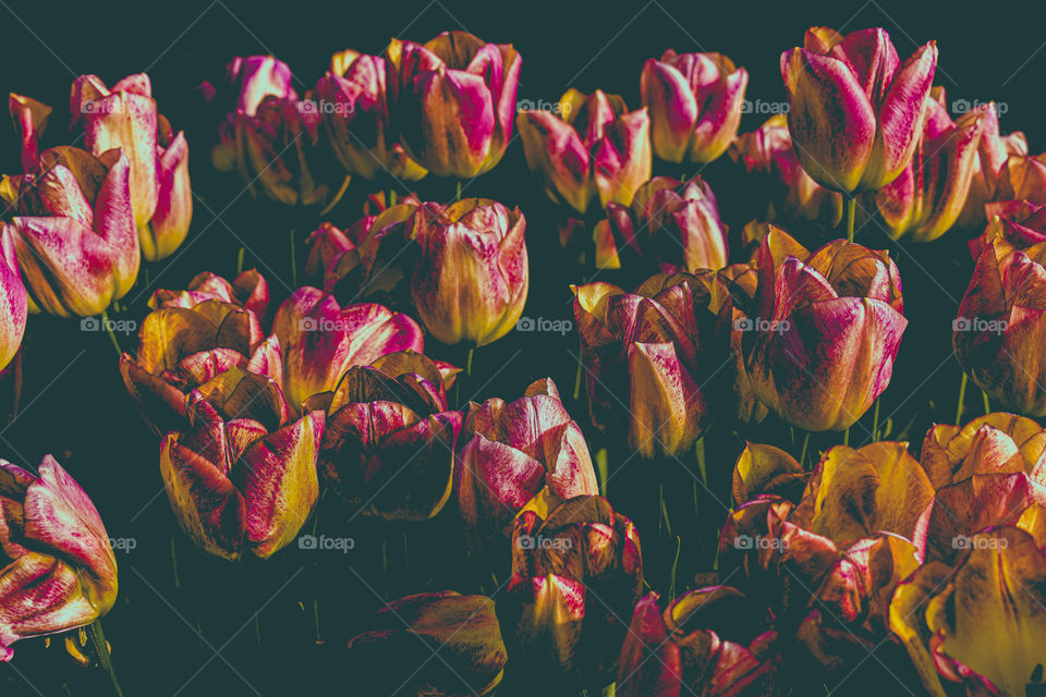 Beautiful tulips / Belas tulipas 