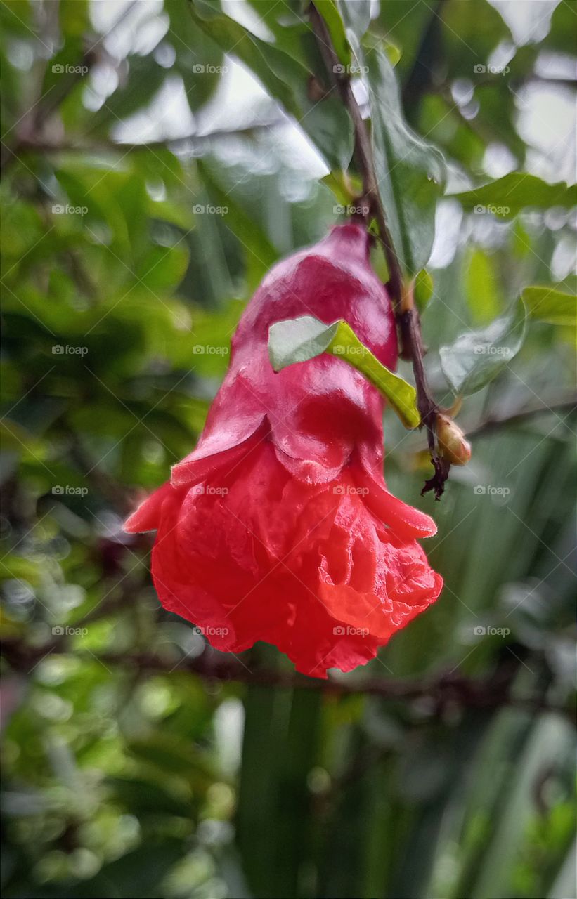 pomegranate flower
