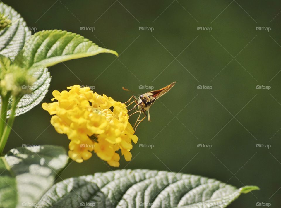 Wings and Flowers