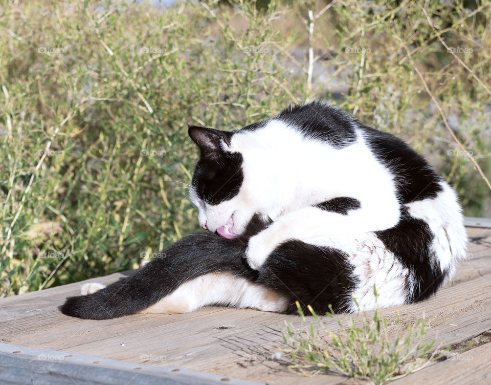 Black and white cat sitting on a wooden box outdoors licking his tail.